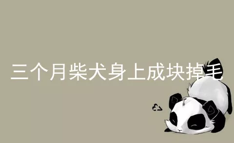 三个月柴犬身上成块掉毛