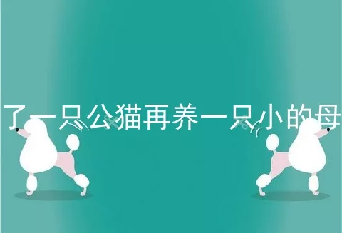 养了一只公猫再养一只小的母猫