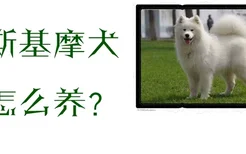 爱斯基摩犬怎么养