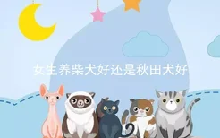 女生养柴犬好还是秋田犬好