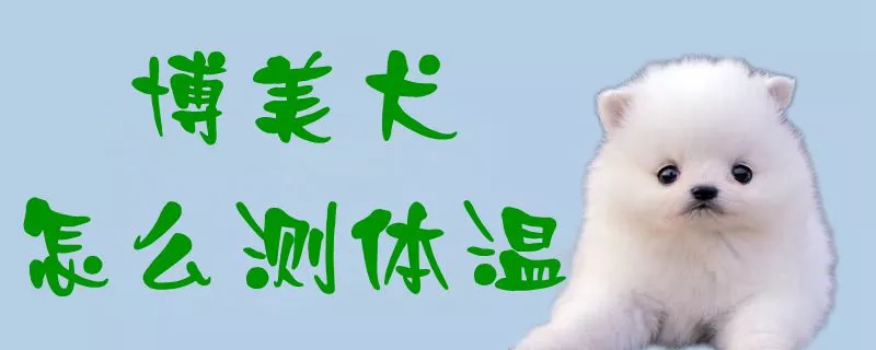 博美犬怎么测体温1