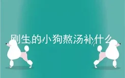 刚生的小狗熬汤补什么