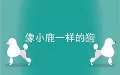 像小鹿一样的狗