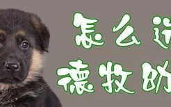 怎么选德牧幼犬