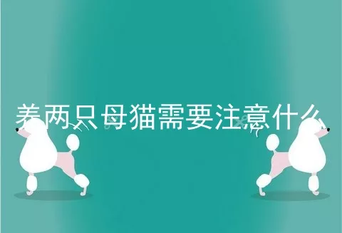 养两只母猫需要注意什么