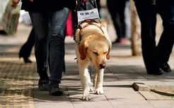 怎么训练狗狗救人 救生犬专业训练