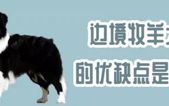 边境牧羊犬的优缺点是什么