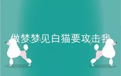 做梦梦见白猫要攻击我