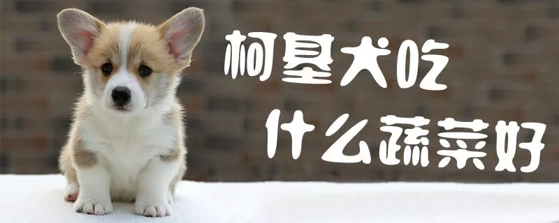 柯基犬吃什么蔬菜好1