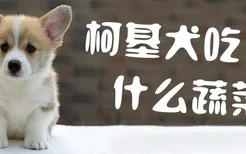 柯基犬吃什么蔬菜好