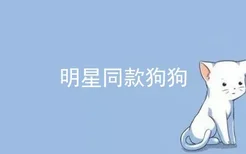 明星同款狗狗