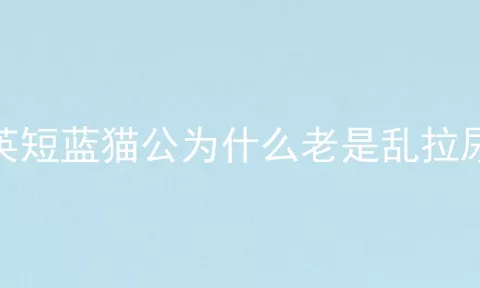 英短蓝猫公为什么老是乱拉尿