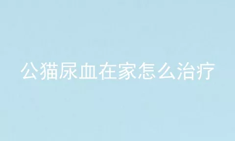 公猫尿血在家怎么治疗