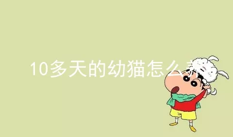 10多天的幼猫怎么养