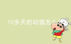 10多天的幼猫怎么养