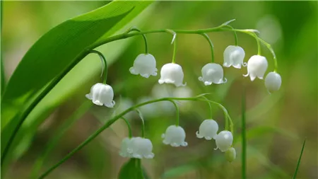 白色雏菊的花语是什么