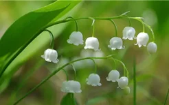白色雏菊的花语是什么