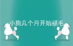 小狗几个月开始褪毛