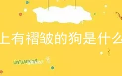 脸上有褶皱的狗是什么狗