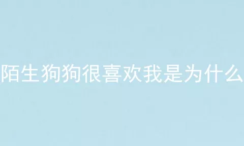 陌生狗狗很喜欢我是为什么