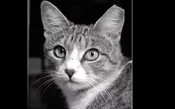 流浪猫耳朵缺口 为什么有些流浪猫耳朵上有缺口