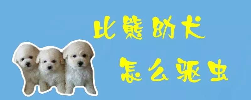 比熊幼犬怎么驱虫1