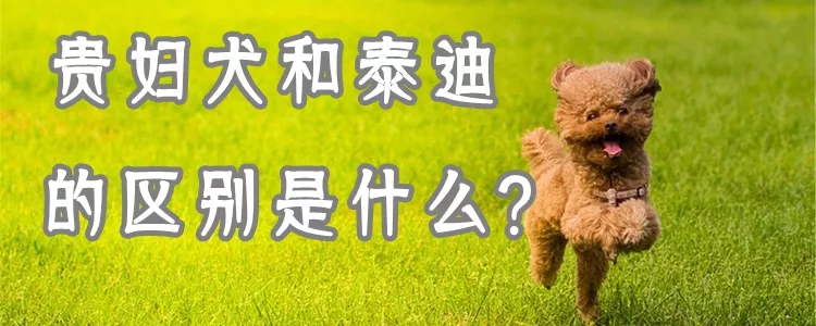 贵妇犬和泰迪的区别是什么