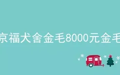 京福犬舍金毛8000元金毛