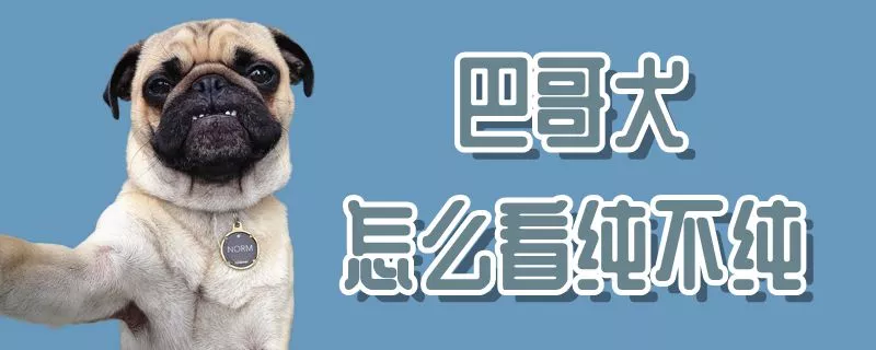 巴哥犬怎么看纯不纯