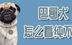 巴哥犬怎么看纯不纯