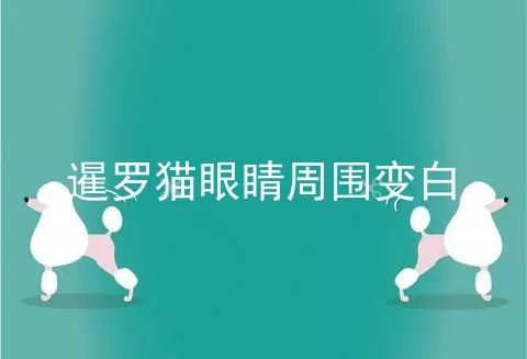 暹罗猫眼睛周围变白