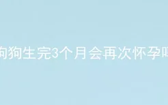 狗狗生完3个月会再次怀孕吗