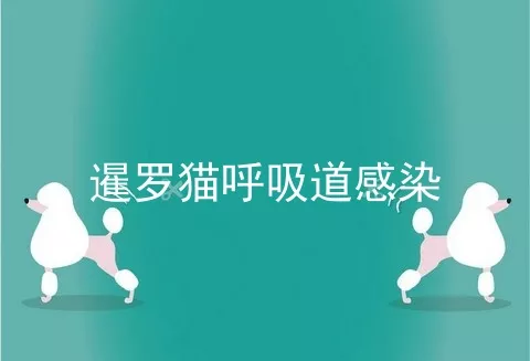 暹罗猫呼吸道感染