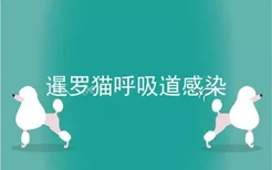 暹罗猫呼吸道感染