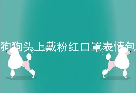 狗狗头上戴粉红口罩表情包