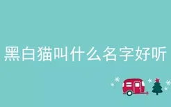 黑白猫叫什么名字好听