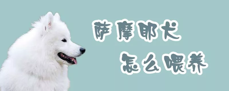 萨摩耶犬怎么喂养