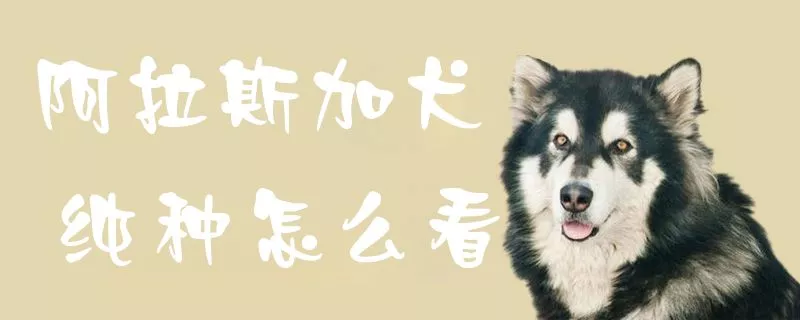 阿拉斯加犬纯种怎么看1