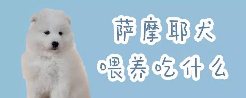 萨摩耶犬喂养吃什么