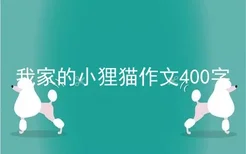 我家的小狸猫作文400字