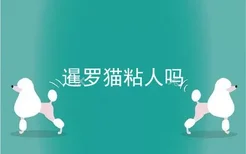 暹罗猫粘人吗