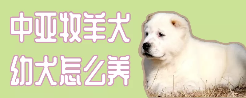 中亚牧羊犬幼犬怎么养