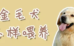 金毛犬怎样喂养