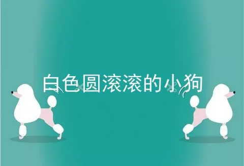 白色圆滚滚的小狗