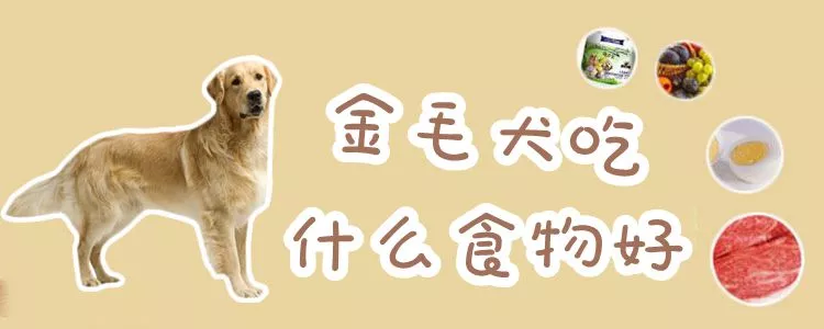 金毛犬吃什么食物好