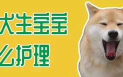 柴犬生宝宝怎么护理