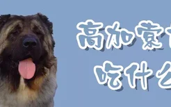 高加索犬吃什么