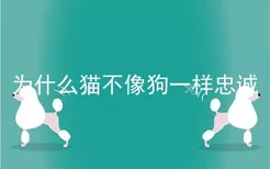 为什么猫不像狗一样忠诚