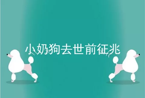 小奶狗去世前征兆