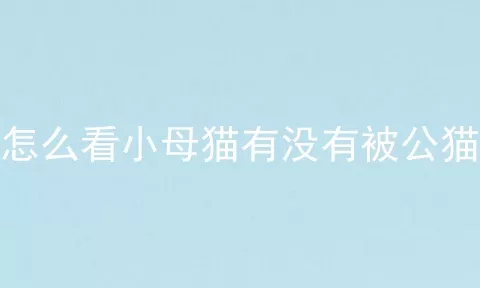 怎么看小母猫有没有被公猫